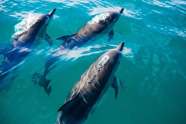 Groupe de dauphins au large de l'océan Atlantique