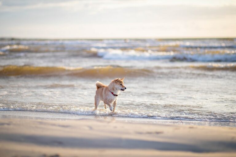 un chien qui se promène en bord de plage